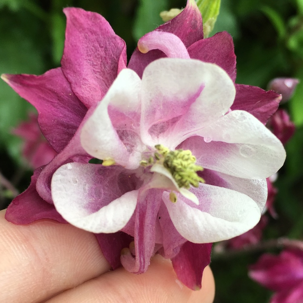 Meet your Posher, Alice